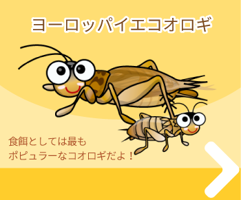 ヨーロッパイエコオロギ 注文はこちら