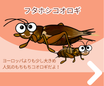 フタホシコオロギ 注文はこちら