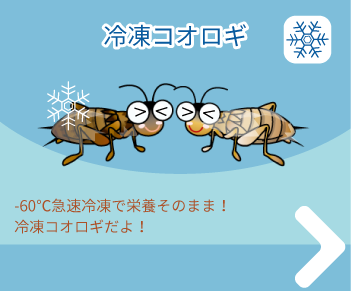 冷凍コオロギ 注文はこちら